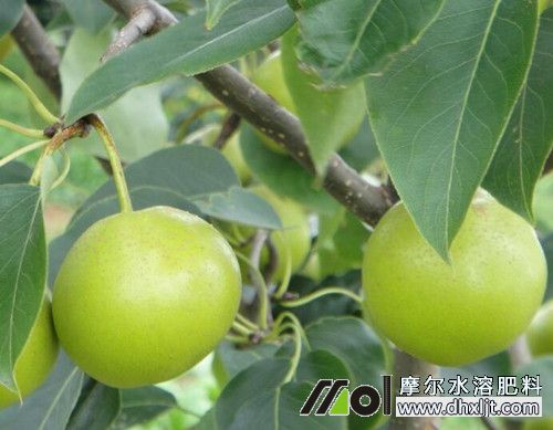 梨樹追施水溶沖施肥用量 梨樹追施水溶沖施肥用量