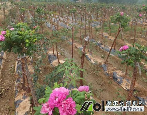 花卉施肥方法 花卉施肥方法