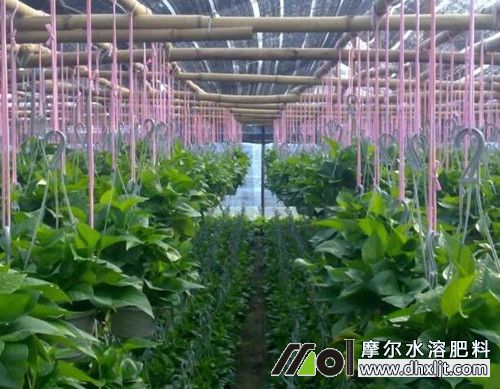 花卉沖施肥選擇 花卉沖施肥選擇