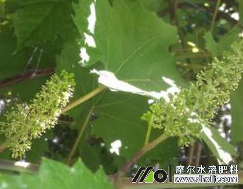 葡萄花前追肥 葡萄花前追肥