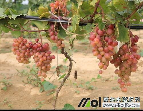 葡萄膨果期追肥 葡萄膨果期追肥