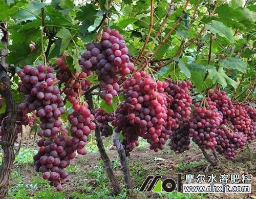 葡萄需肥特點 葡萄需肥特點