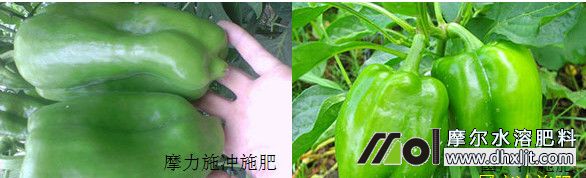 Ħʩ_ʩca(chn)_ʩL(sh)(du)