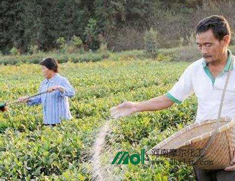 茶葉夏季施肥 茶葉夏季施肥