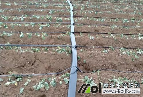 沖施追肥用量 沖施追肥用量