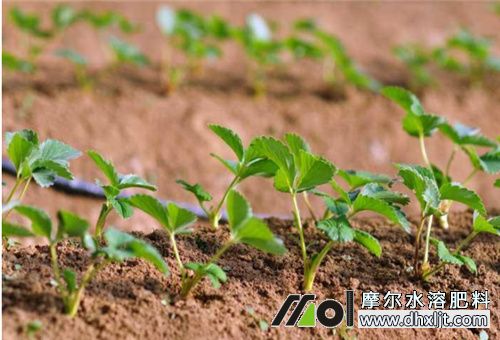 水沖肥效果對比 水沖肥效果對比