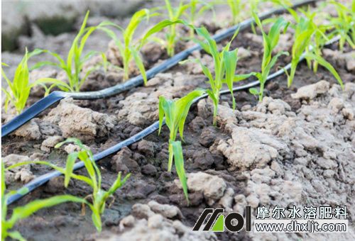 隨水沖肥注意事項 隨水沖肥注意事項