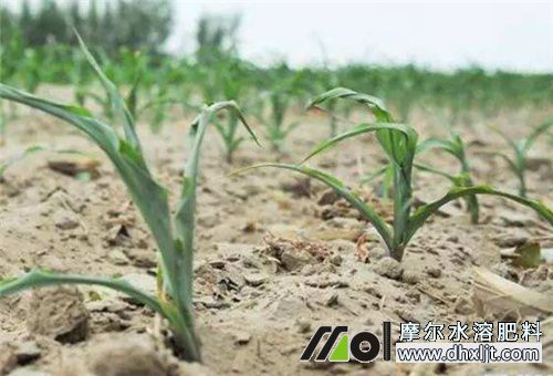 水沖肥苗期使用 水沖肥苗期使用