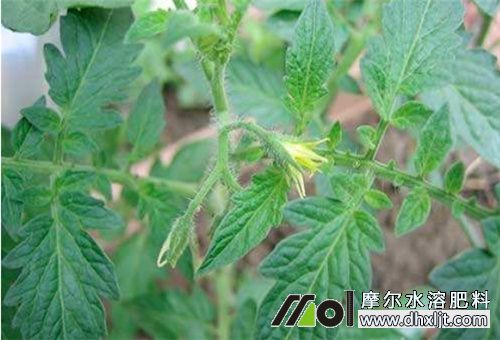 水沖肥花前期使用 水沖肥花前期使用