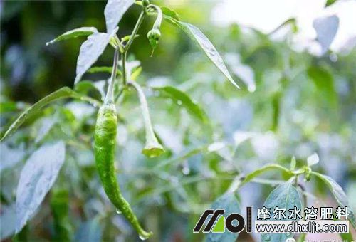 水沖肥結果期使用 水沖肥結果期使用