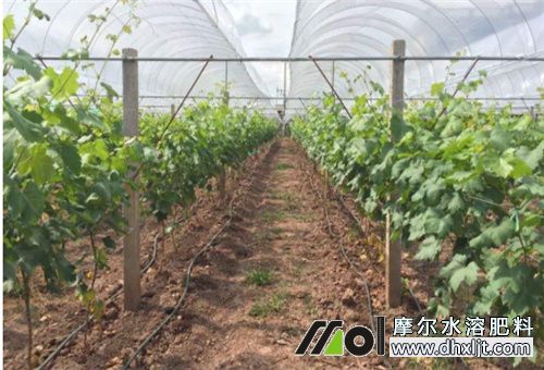 水沖肥優點 水沖肥優點