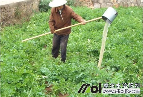 土豆沖施肥料 土豆沖施肥料