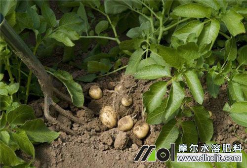 土豆花后膨大期 土豆花后膨大期