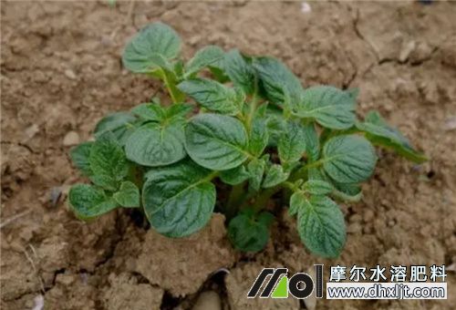 土豆施肥管理時間 土豆施肥管理時間