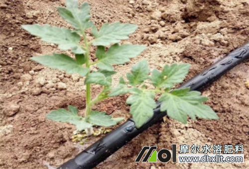 沖施滴灌施肥 沖施滴灌施肥