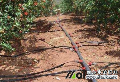 果園滴灌施肥 果園滴灌施肥