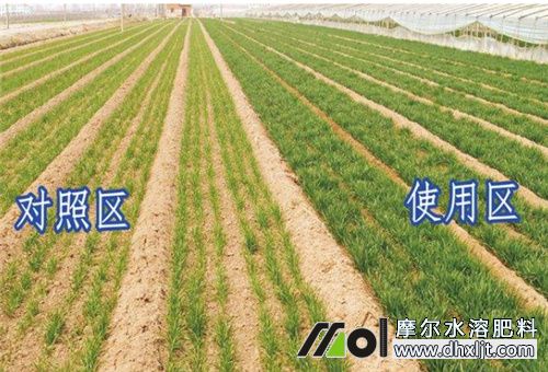 沖施和滴灌效果 沖施和滴灌效果