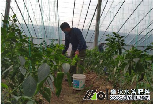 桶肥用法 桶肥用法