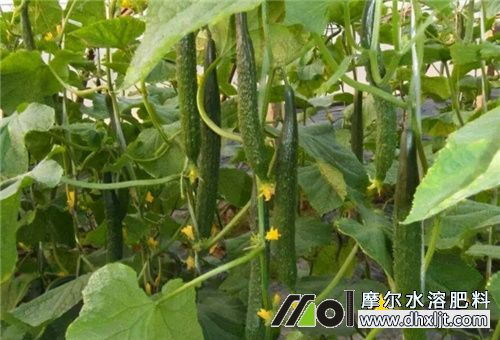 黃瓜結果期沖施肥料 黃瓜結果期沖施肥料