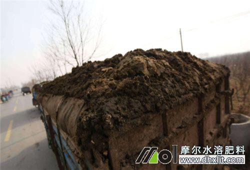 黃瓜施底肥 黃瓜施底肥