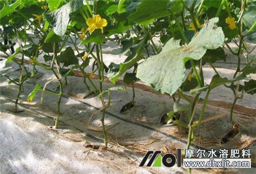 黃瓜滴灌水肥 黃瓜滴灌水肥