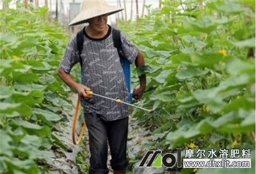黃瓜葉面噴施追肥 黃瓜葉面噴施追肥