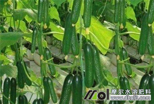 黃瓜結果期追肥 黃瓜結果期追肥