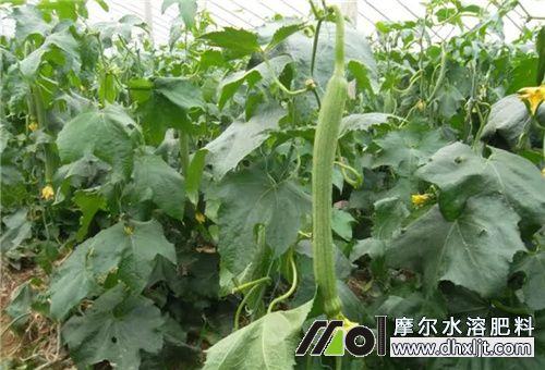 絲瓜沖沖施肥用法 絲瓜沖沖施肥用法