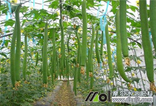 絲瓜澆水用肥 絲瓜澆水用肥