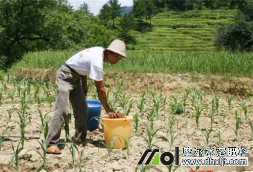 怎么讓沖施肥發(fā)揮效果 怎么讓沖施肥發(fā)揮效果