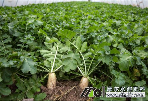 蘿卜沖施什么肥 蘿卜沖施什么肥