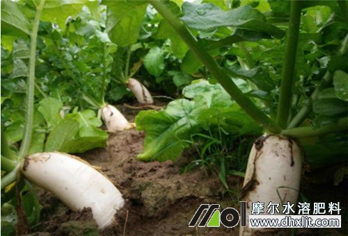 蘿卜沖施什么肥 蘿卜沖施什么肥