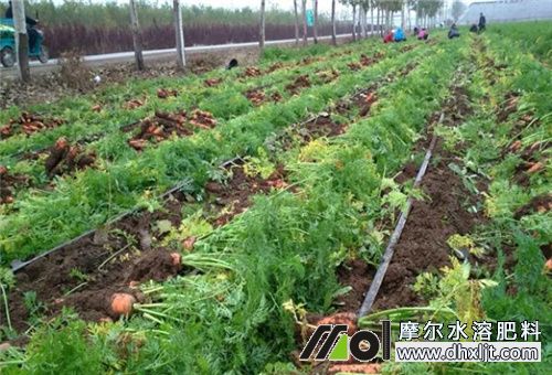 蘿卜種植追肥 蘿卜種植追肥