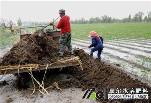 蘿卜種植底肥 蘿卜種植底肥