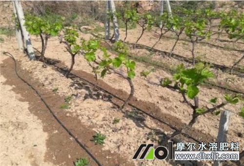 水沖肥和化肥的合理應(yīng)用 水沖肥和化肥的合理應(yīng)用