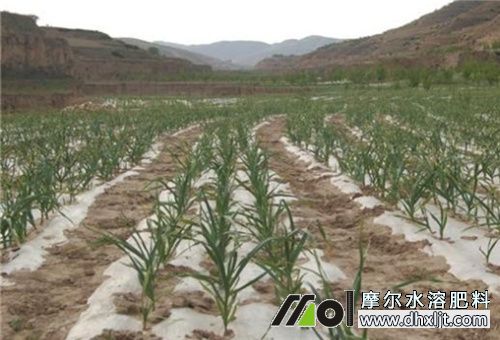 大蒜種植注意事項 大蒜種植注意事項