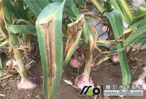 大蒜膨大期追肥 大蒜膨大期追肥