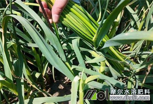 大蒜孕薹期追肥 大蒜孕薹期追肥