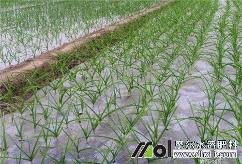 大蒜盛長期追肥 大蒜盛長期追肥