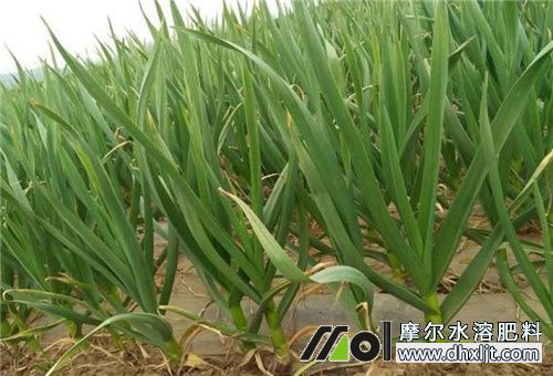 大蒜催苗施肥 大蒜催苗施肥