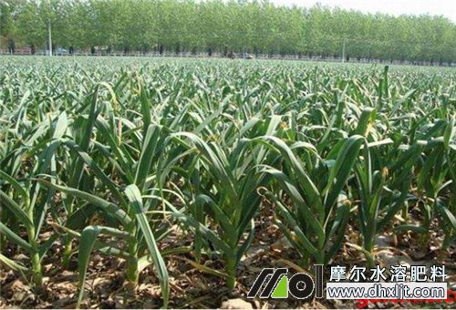 大蒜種植施肥 大蒜種植施肥