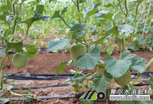 香瓜沖肥選擇 香瓜沖肥選擇