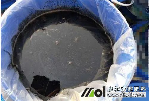 香瓜桶裝肥 香瓜桶裝肥