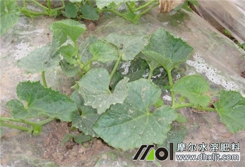 香瓜苗期追肥 香瓜苗期追肥