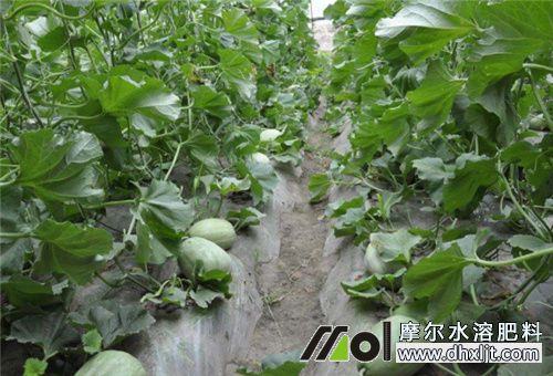 香瓜種植注意 香瓜種植注意