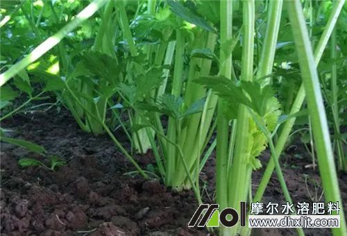 芹菜種植追肥用肥 芹菜種植追肥用肥