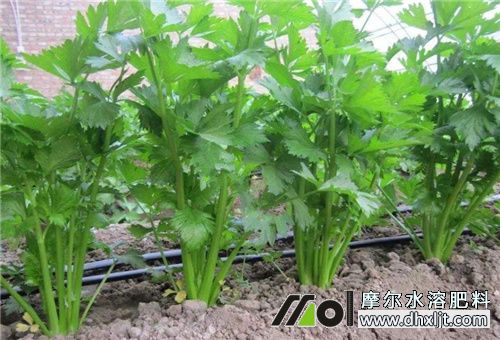 芹菜施肥頻次 芹菜施肥頻次