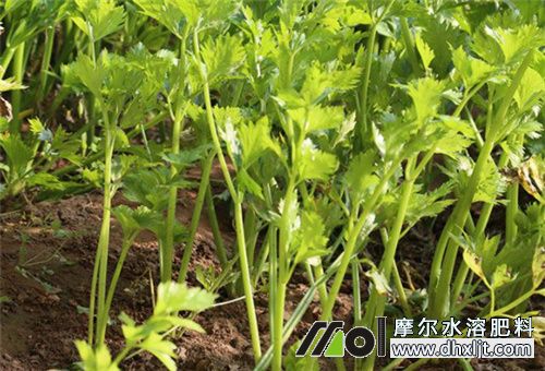 芹菜施肥頻次 芹菜施肥頻次
