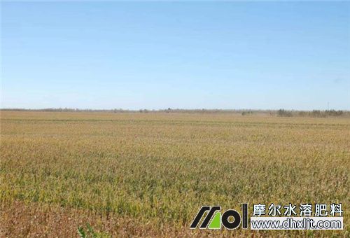 一坰地用肥量 一坰地用肥量