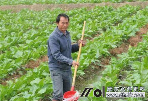 作物沖施肥料 作物沖施肥料